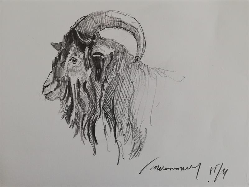 profilo capra con corna