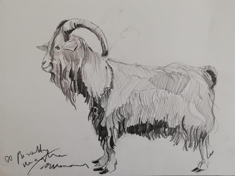 capra in primo piano